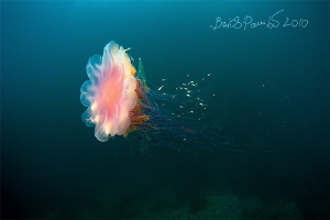 fingerling under protection
/ Lion's Mane Jellyfish by Boris Pamikov 